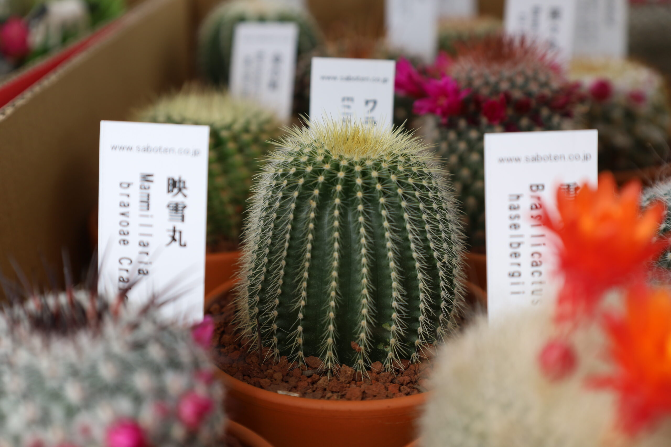 ぎふ花と緑 Sakaso Hanaso