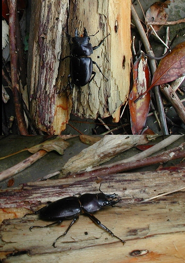 ヤエヤママルバネクワガタ（アーカイブ） | 西表島のナチュラルシング