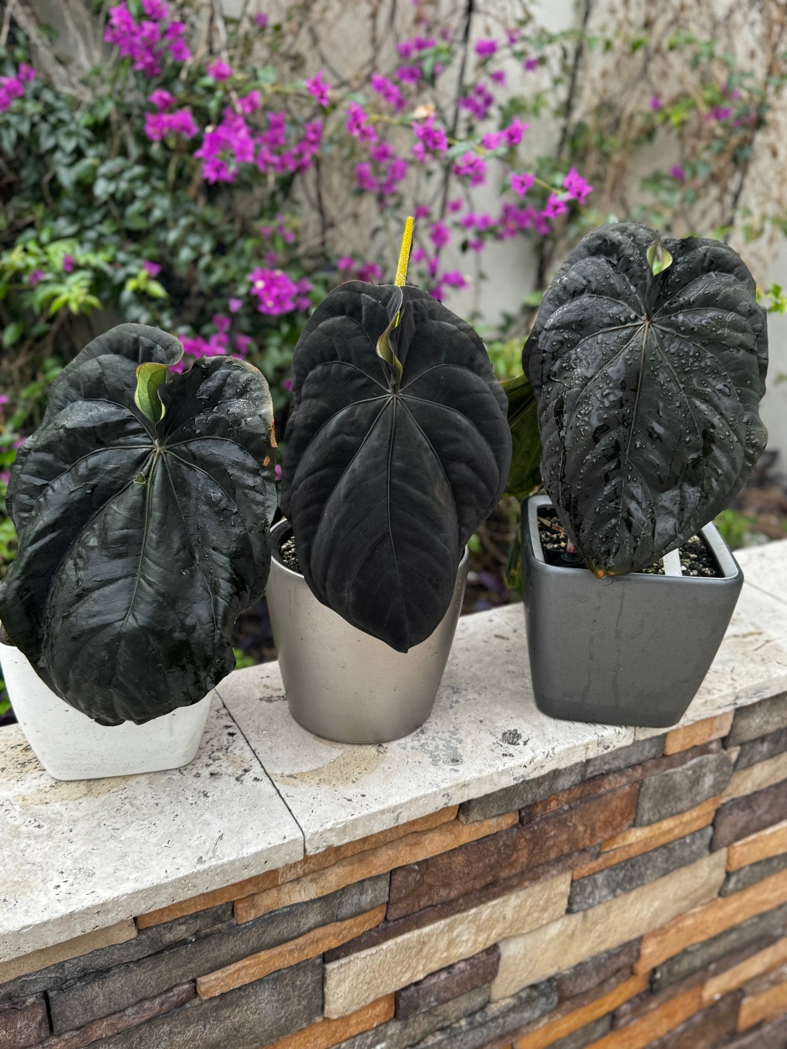 Anthurium dressleri Plants | Granthuriums