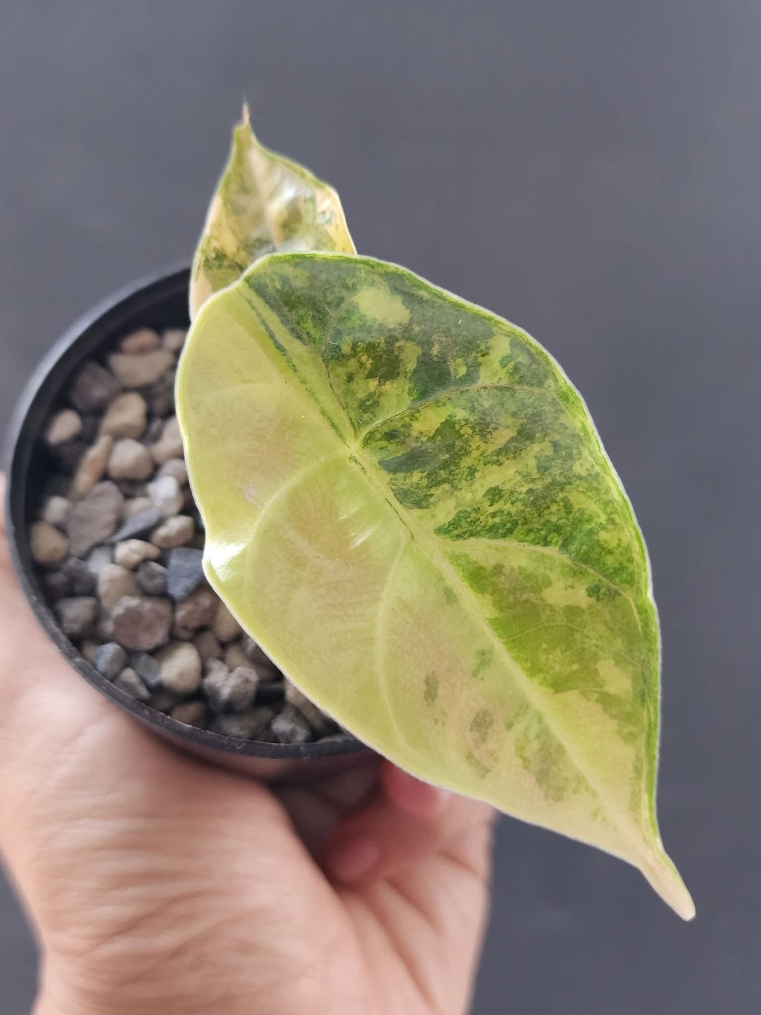 Alocasia Azlanii Aurea: rare variegated tropical plant – Green and