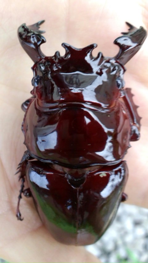 タランドゥスオオツヤクワガタの羽化: GREENFORCE