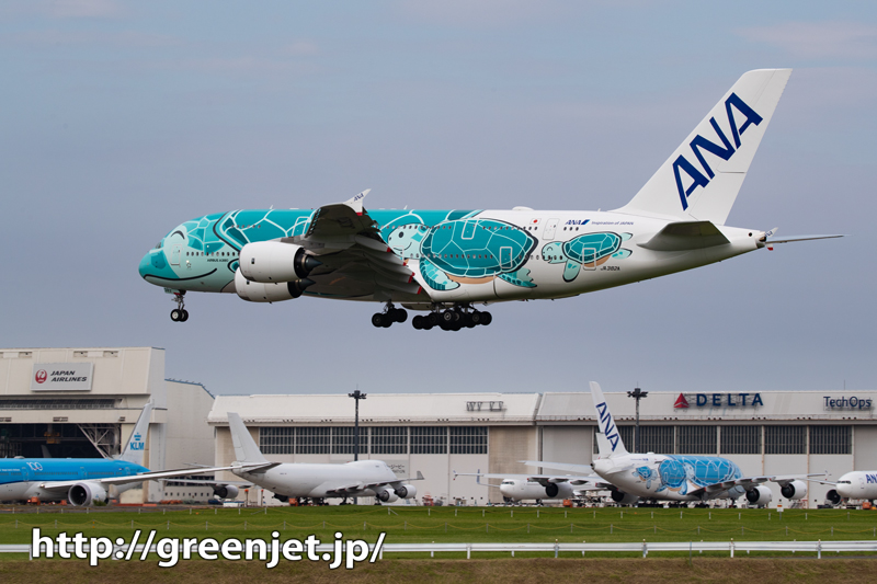 10.22 フライングホヌ ターコイズグリーン 1/150 10.22 フライングホヌ