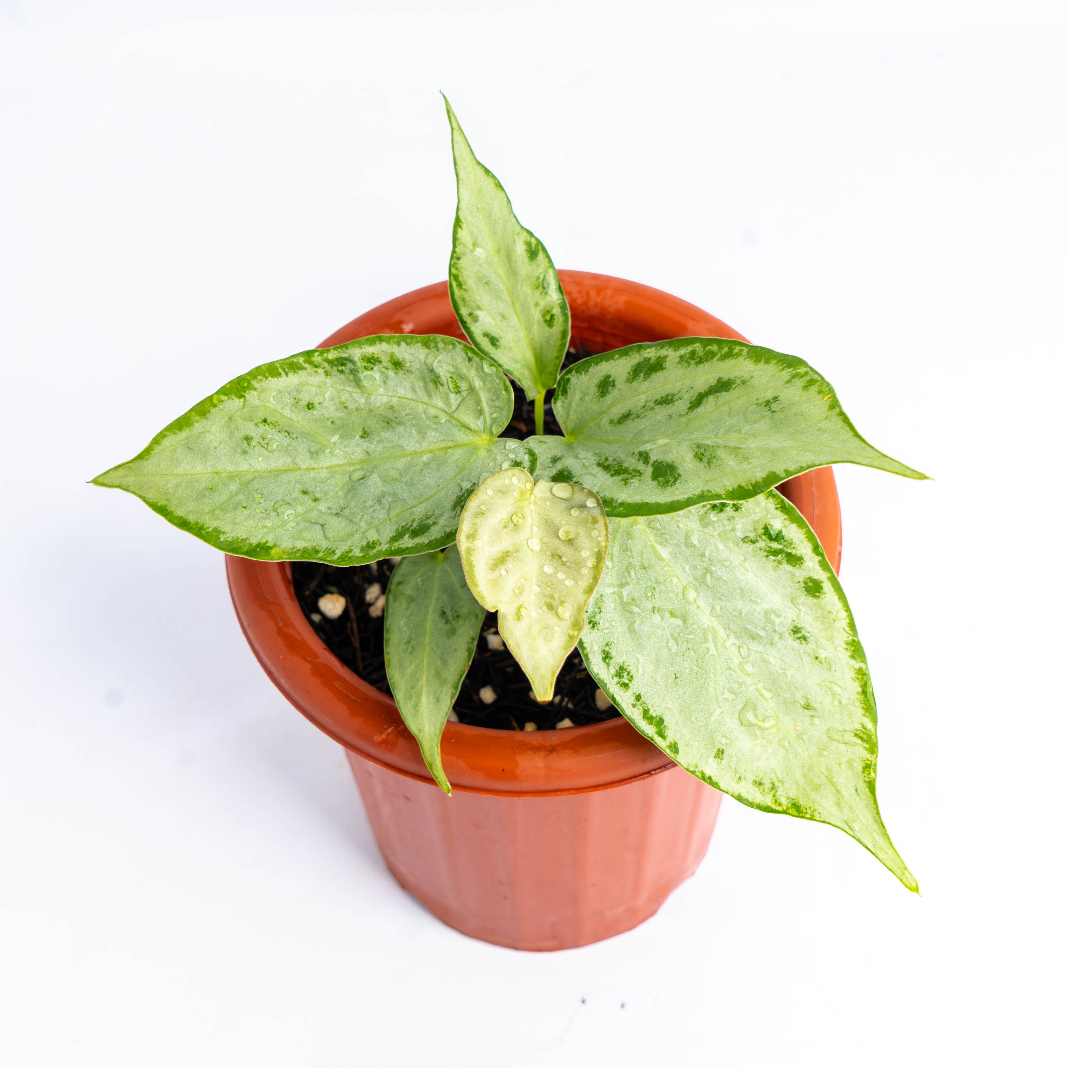 Anthurium silver chrome – Greenspaces.id