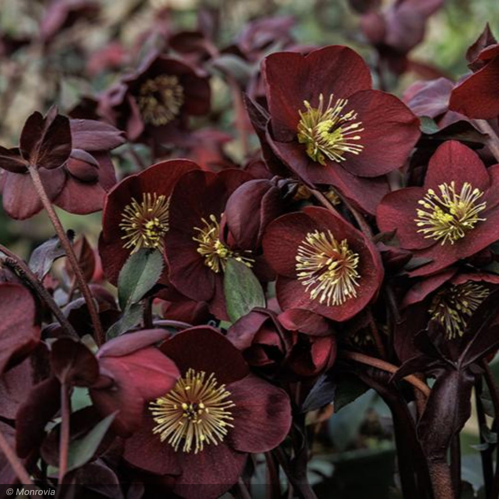 Lenten Rose, Ice N' Roses Merlot #1 – Greenwood Creek Nursery