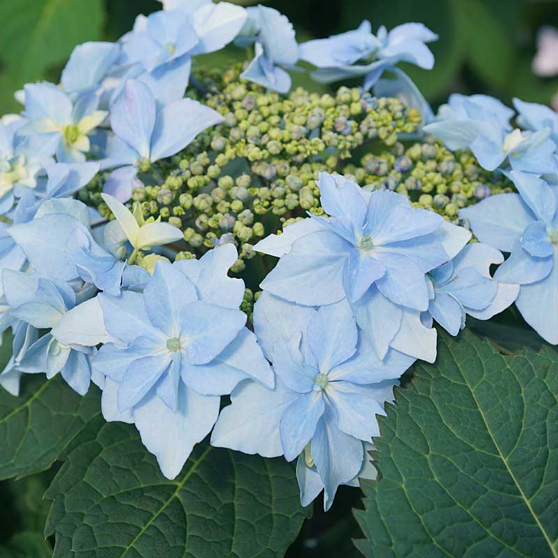 Tuff Stuff Ah-Ha® Mountain Hydrangea