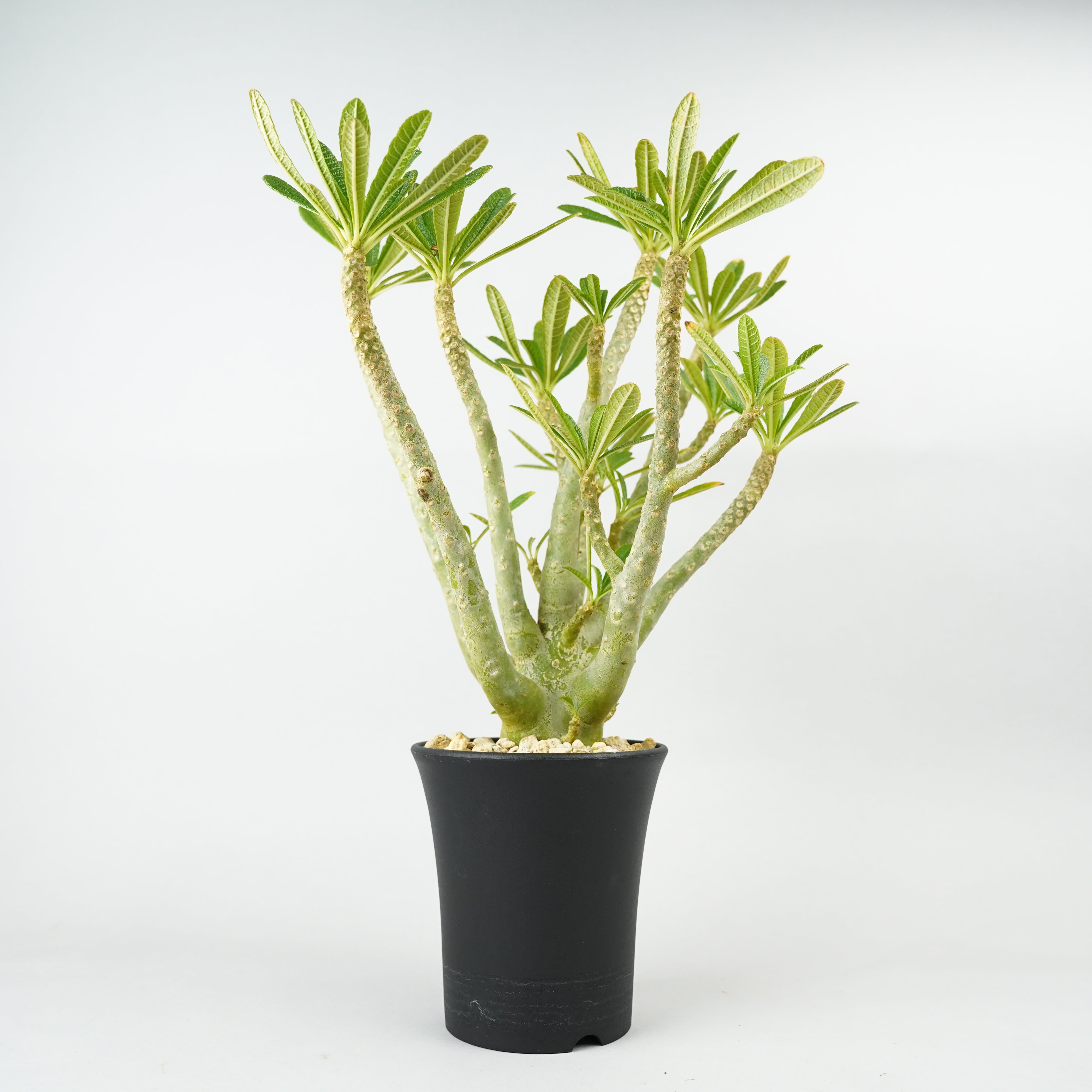 HACHI-8公式】ドルステニア・ギガス「Dorstenia gigas」/DL0195 – Hachi-8