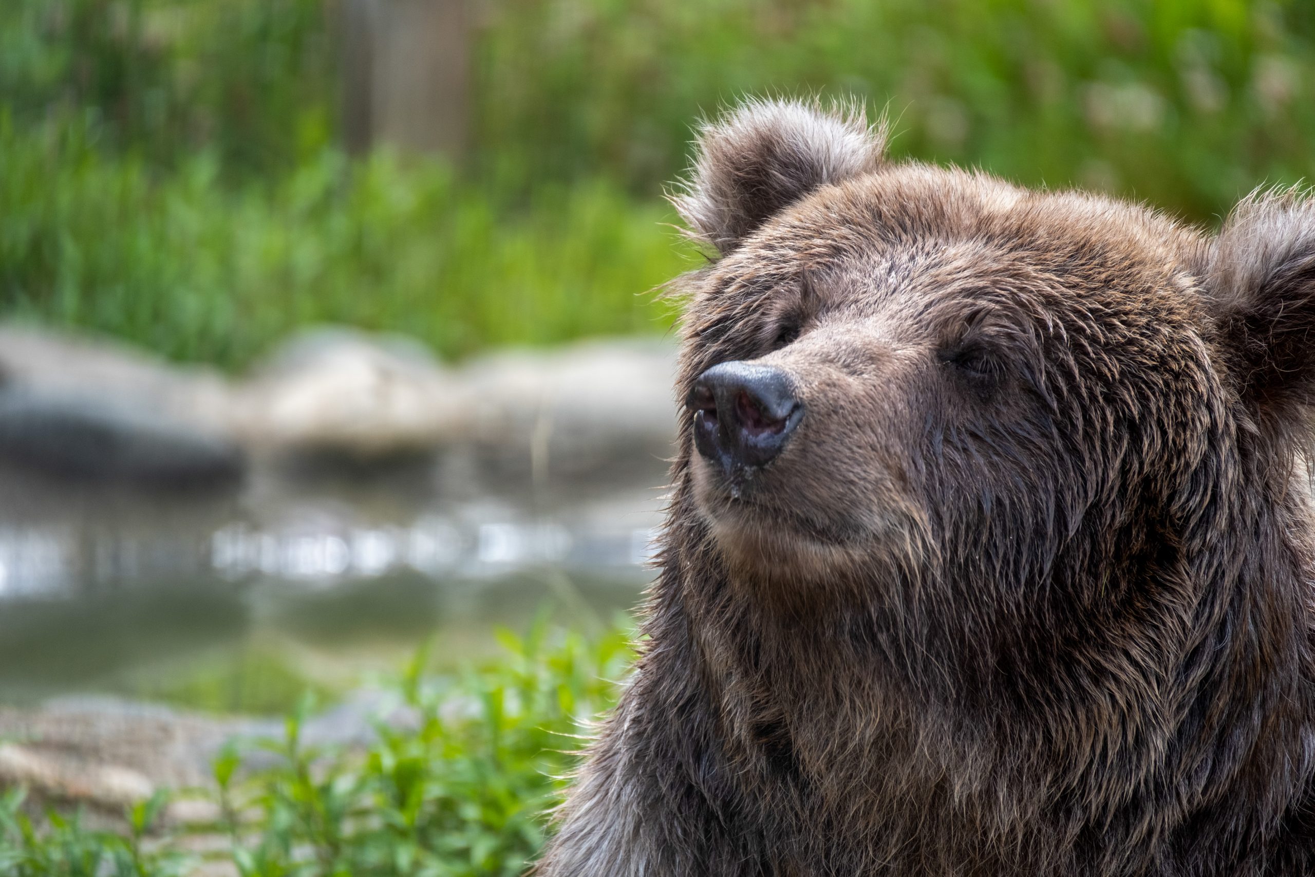 ひぐま舎の仲間たちプロフィール | くまくま園 公式ホームページ