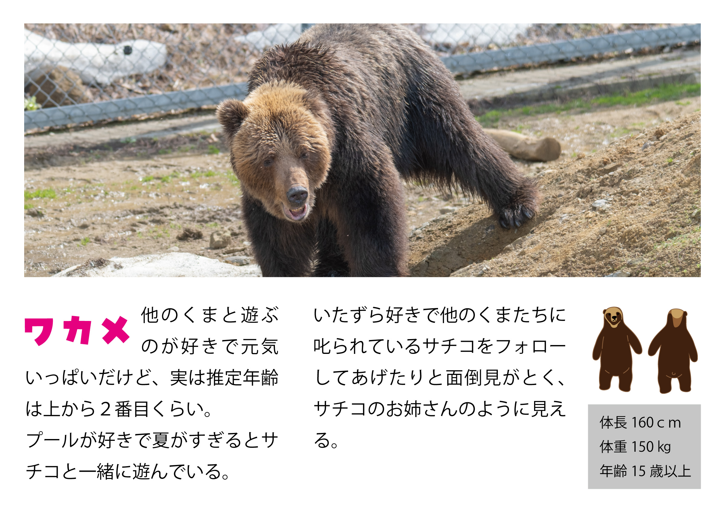 ひぐま舎の仲間たちプロフィール | くまくま園 公式ホームページ