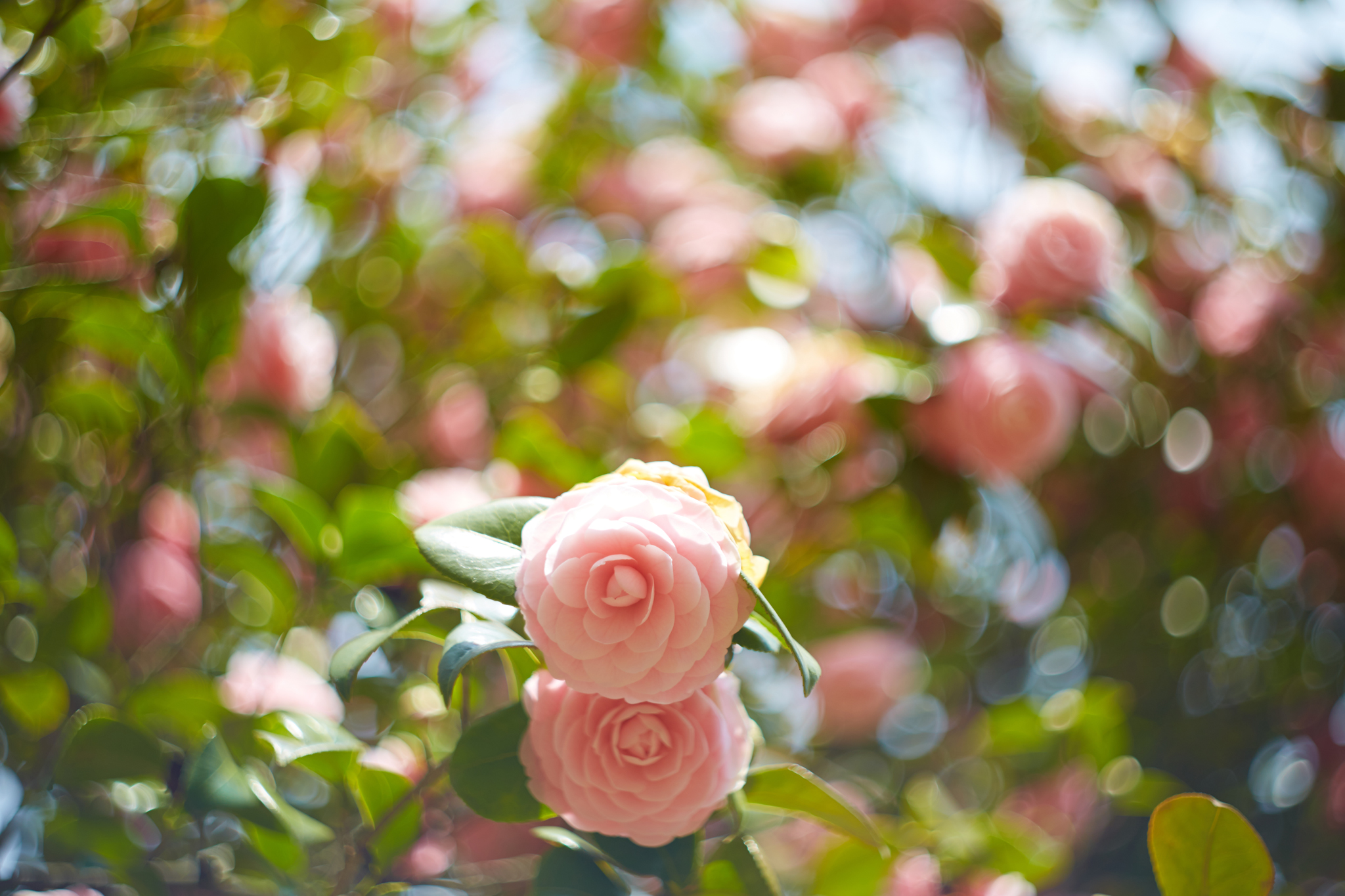 ヘリオス-44M】ロシアのグルグルボケレンズで撮りためた写真 | ハル