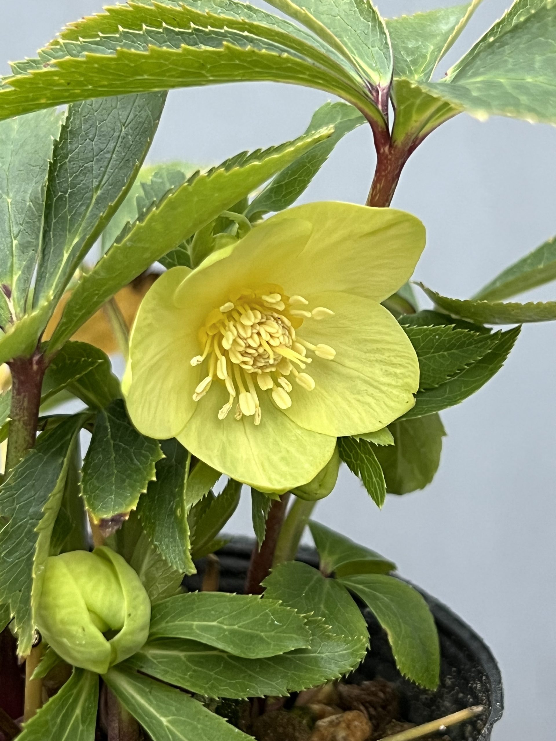 クリスマスローズの季節です！！ – 【公式】花伝 | 福岡県久留米市の園芸店