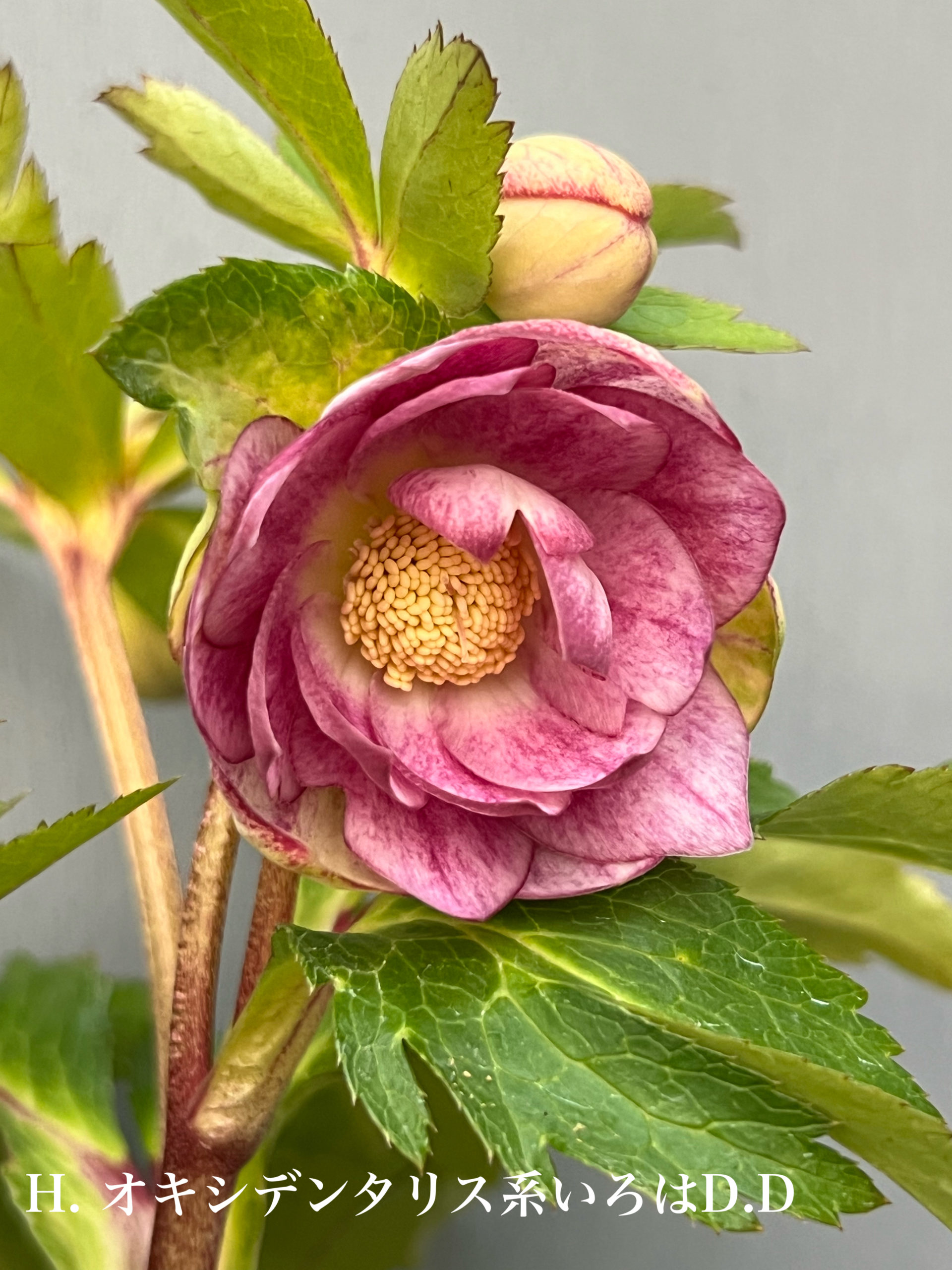 大木ナーセリークリスマスローズ 第二便入荷！！ – 【公式】花伝