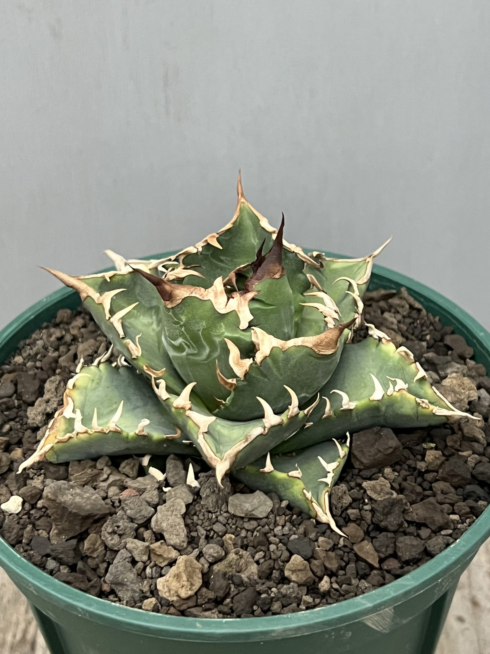 花伝多肉祭り速報 Vol.2 サボテン・アガベ編 – 【公式】花伝 | 福岡県