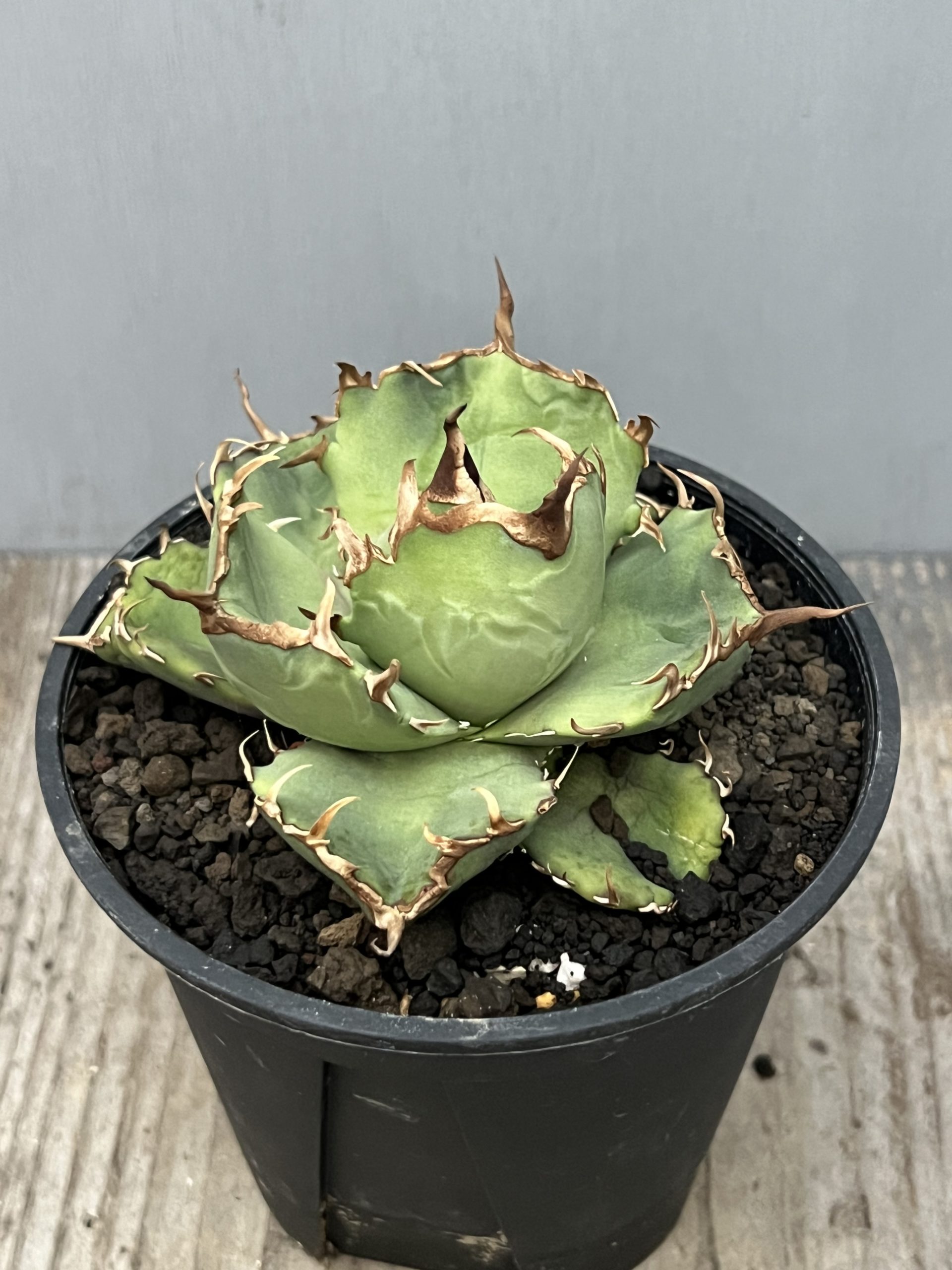 花伝多肉祭り速報 Vol.2 サボテン・アガベ編 – 【公式】花伝 | 福岡県