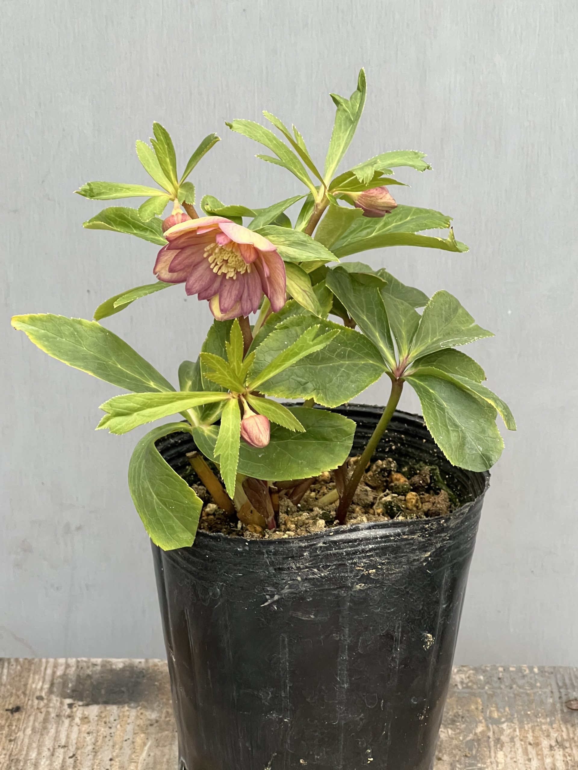 大木ナーセリークリスマスローズ第2弾入荷‼︎ – 【公式】花伝 | 福岡県