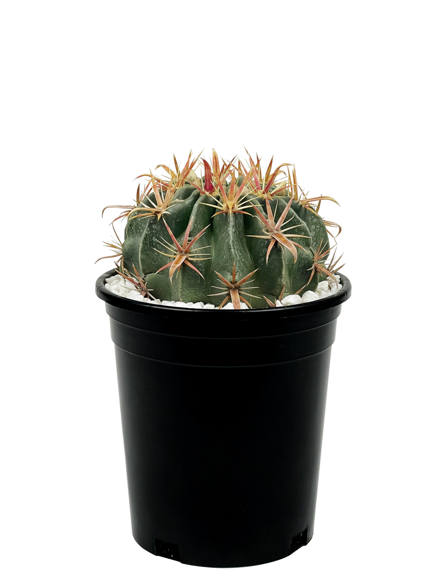 Cacti Collection – Happy Valley Plants