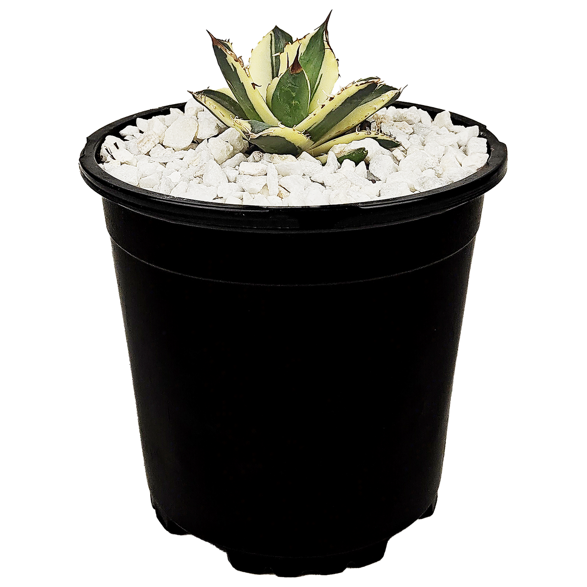 Agave titanota 'Snaggle Tooth' – Happy Valley Plants