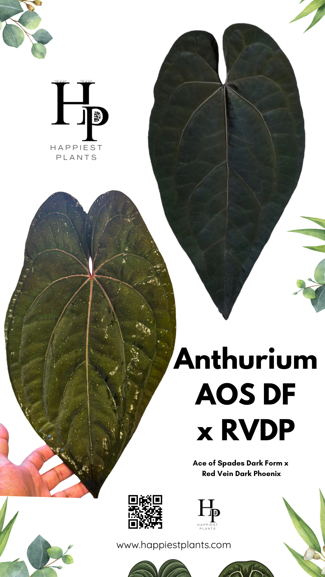 Anthurium AOS DF x RVDP – HappiestPlants