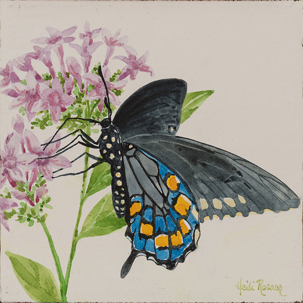 Swallowtail - Butterfly Watercolor Painting - Heidi Rosner Fine Art