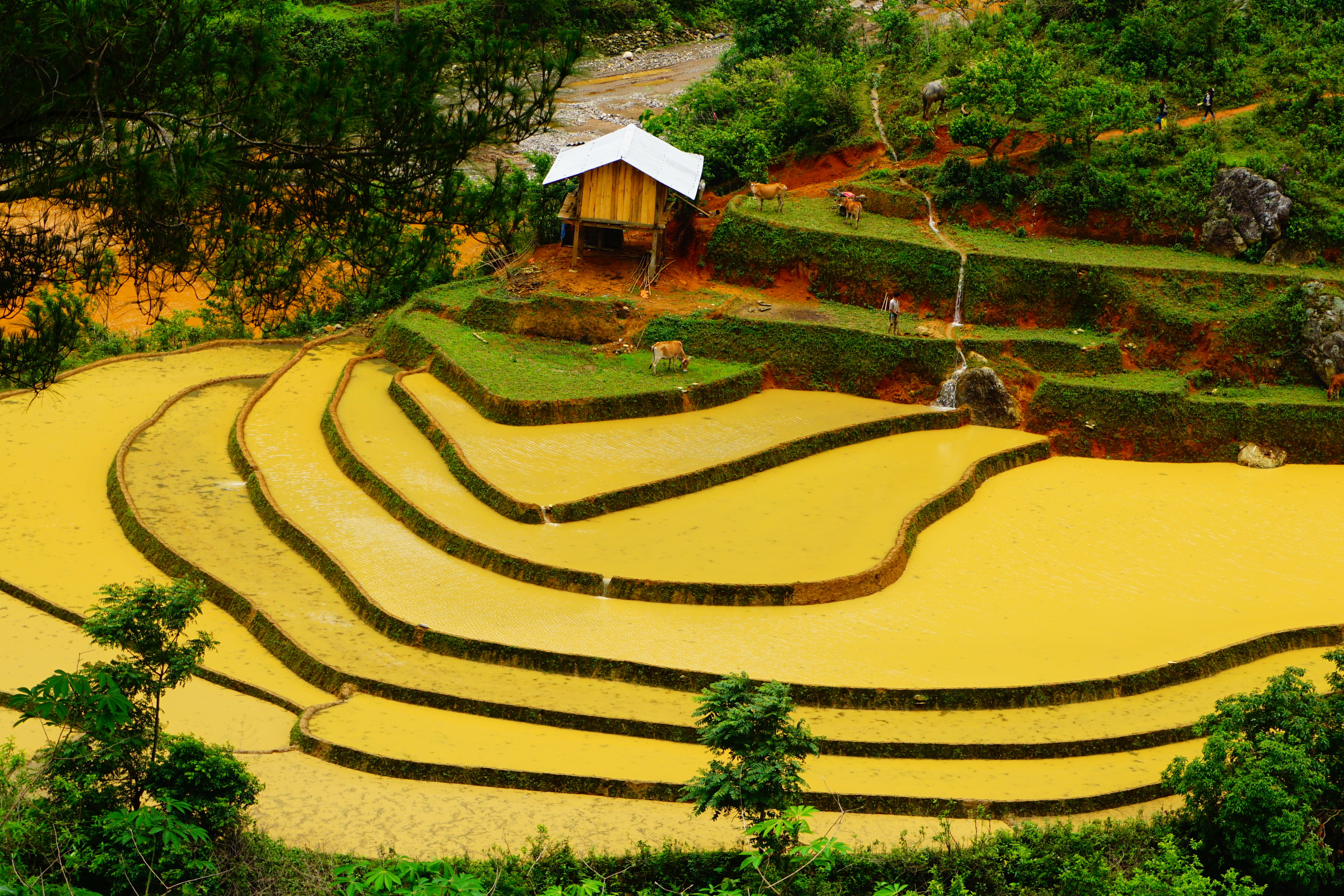 絶景】ベトナムで一番美しい棚田 イエンバイ省ムーカンチャイ。