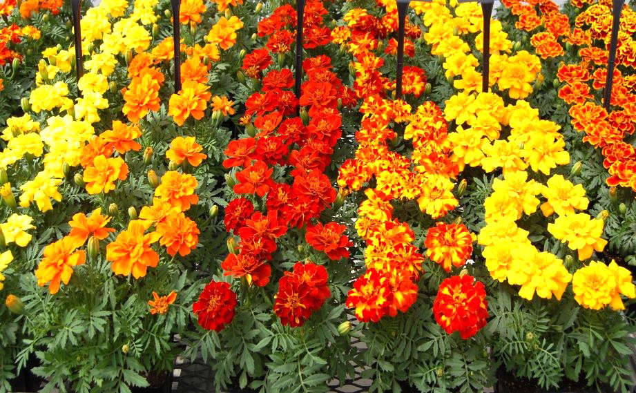 マリーゴールド フレンチ デュランゴ シリーズ｜WEBカタログ｜未来