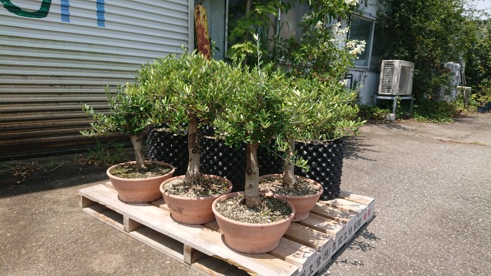 存在感のあるシンボルツリー「古木オリーブ」 – Draw:Garden代表（村本