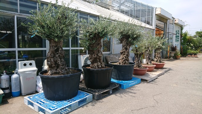 存在感のあるシンボルツリー「古木オリーブ」 – Draw:Garden代表（村本