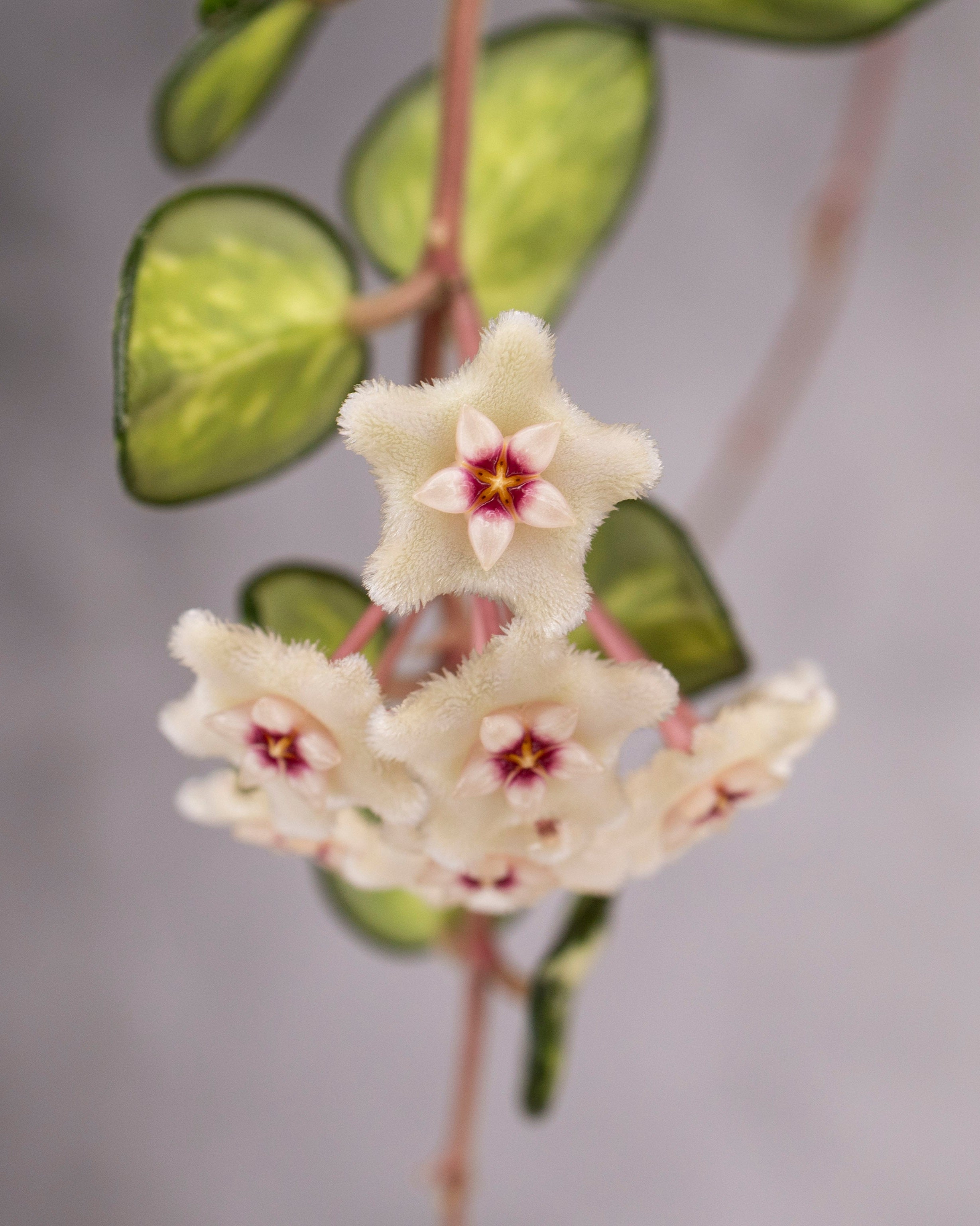 Hoya 'Mathilde' (variegated) – Hoya Cuttings