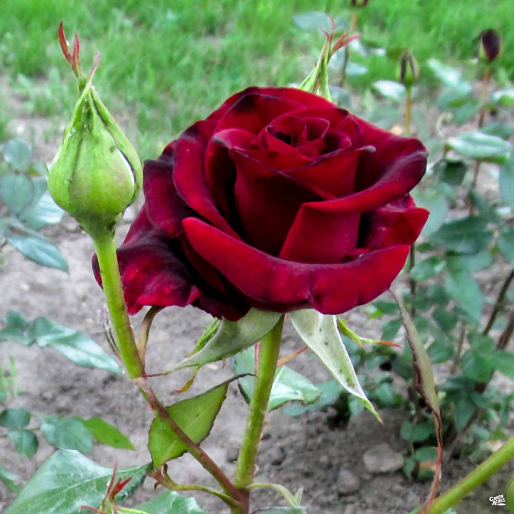 Black Baccara™ Rose Bareroot — Green Acres Nursery & Supply