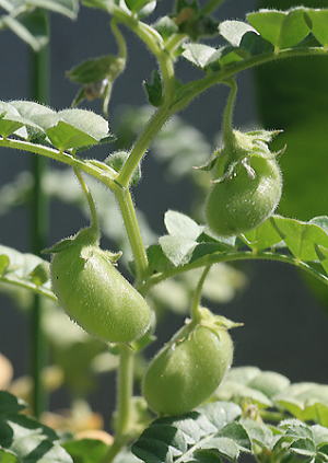 日光種苗 ひよこまめ（ヒヨコマメ）のタネ [内容量:1dl（約100粒