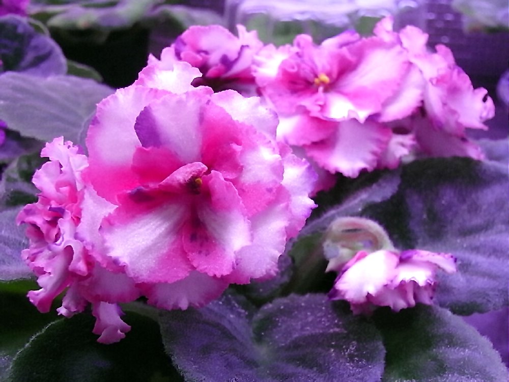 セントポーリア Zaca's ette 開花株 縞花 希少品種 セントポーリア