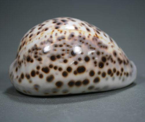 へっぽこ、ハワイホシダカラ へっぽこ、ハワイホシダカラ ハワイホシ