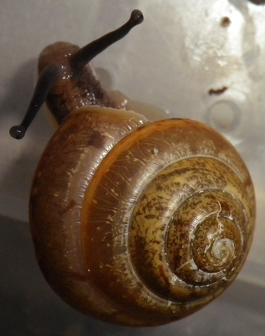 ニッポンマイマイ | 萌萌虫雑記帳