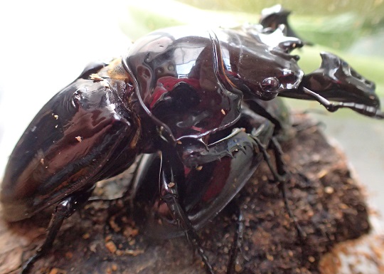 タランドゥスオオツヤクワガタ2 | 萌萌虫雑記帳