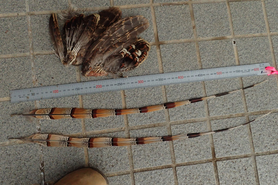 ヤマドリの羽根ひろった！ | 森の案内人だより～県民の森インター