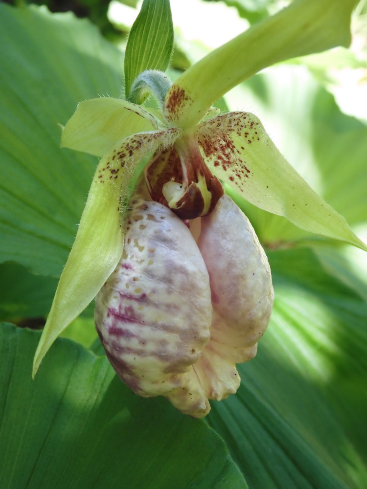 クマガイソウ（熊谷草） 不思議な造形で驚く！日本の蘭 4月上旬撮影