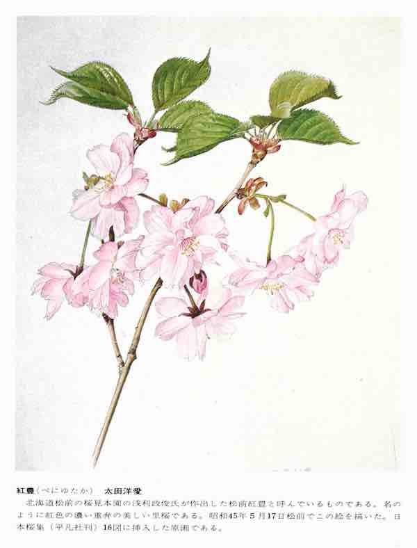 太田洋愛 ボタニカルアート くずの花 太田洋愛 ボタニカルアート くず