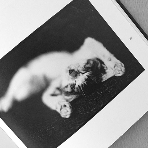 Afterword」～深瀬昌久が愛した猫 | Interior