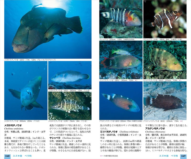 山溪ハンディ図鑑 改訂版 日本の海水魚 | 山と溪谷社