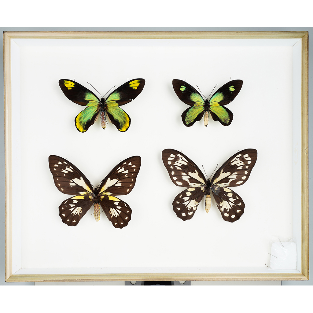 九大博物館 | ビクトリアトリバネアゲハ （アゲハチョウ科