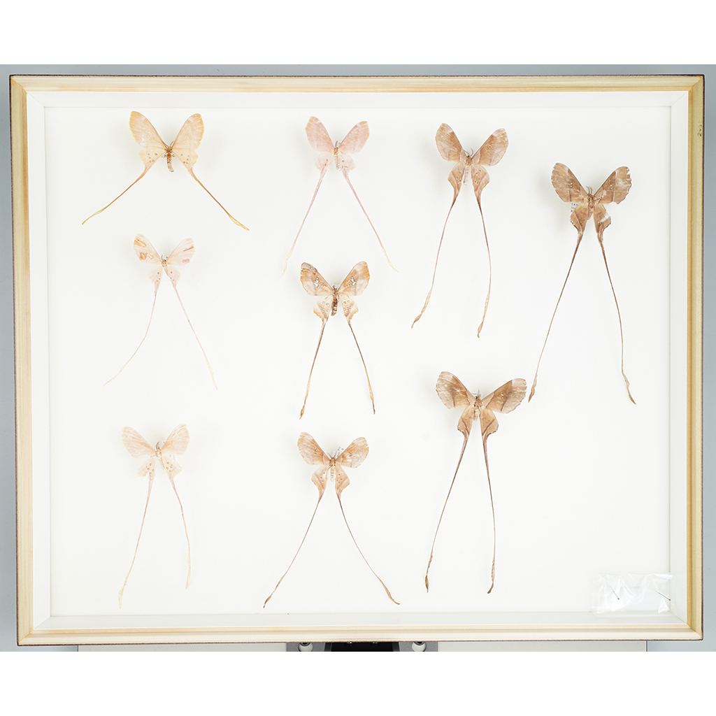 九大博物館 | リボンヤママユ(ヤママユガ科） | 昆虫 | 烏山邦夫鱗翅類