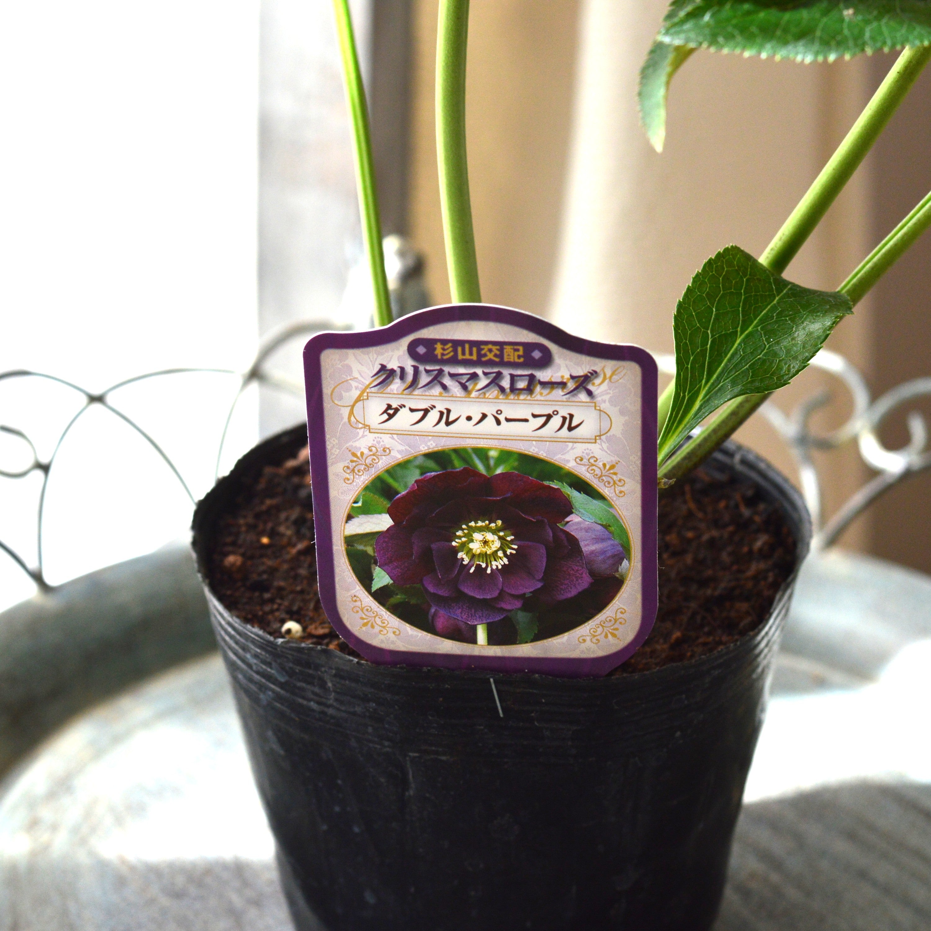 杉光園芸さん】 クリスマスローズ 『ダブル・パープル』 4寸POT