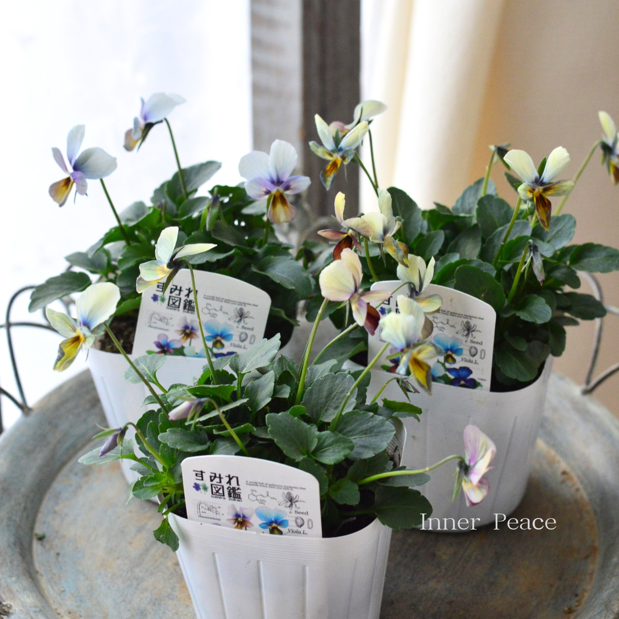 希少】 おひとり様1苗限定 ビオラ 『すみれ図鑑』 3.5寸POT