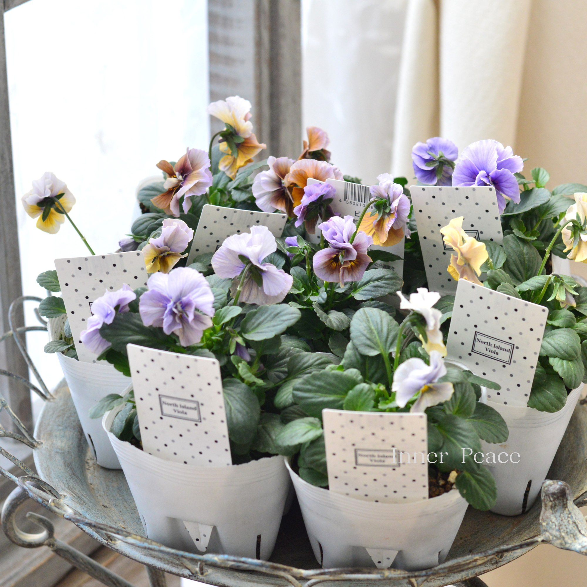 北島園芸さん】 ビオラ 『試作品・①』 3.5寸POT