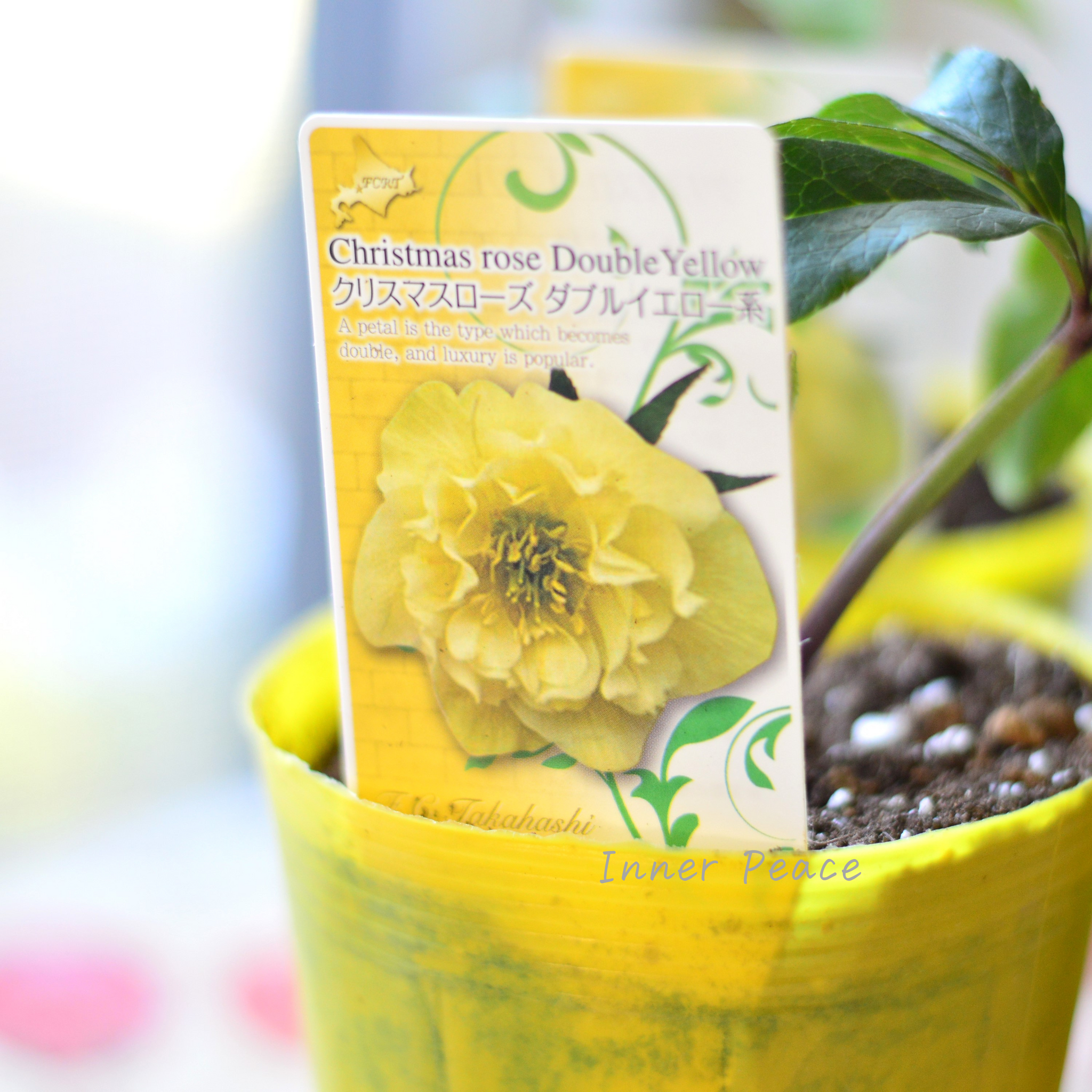 7292b9243a778d9b9a0f5dd161a049