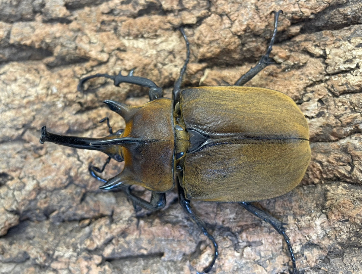 ギアスゾウカブト（亜種ポリオン） – INSECT SHOP KMY