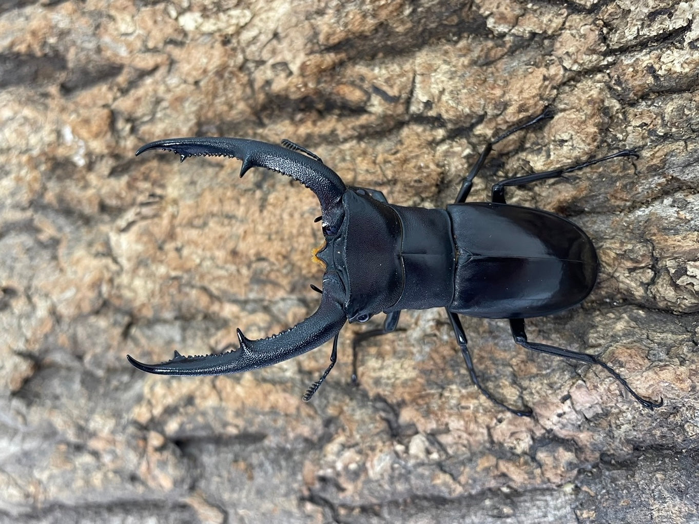 マンディブラリスフタマタクワガタ – INSECT SHOP KMY