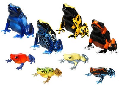 ネイチャーテクニカラーMONOヤドクガエル マグネット×ストラップ 第1