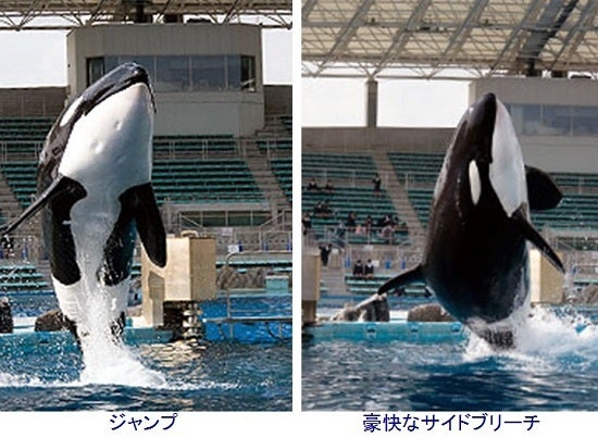 名古屋港水族館 シャチ「ナミ」 | ヤマカン103のブログ