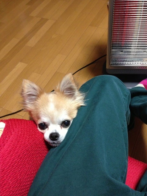 ティアラ「作戦通り…」 リョウガ | 超特急オフィシャルブログ Powered