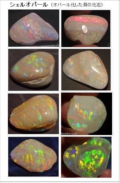オパール化した貝の化石 | flashfire-opals-japanのブログ